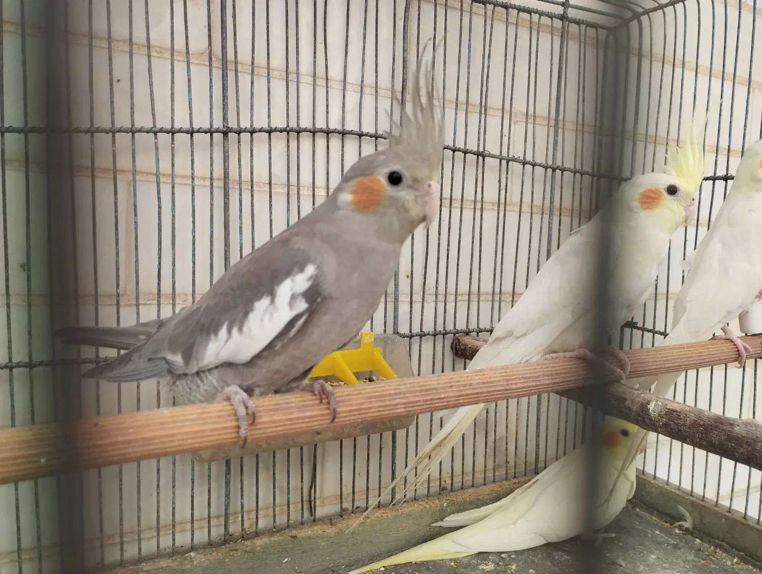 عروس هلندی مولد و سالم|پرنده|قم, قلعه عموحسین|دیوار