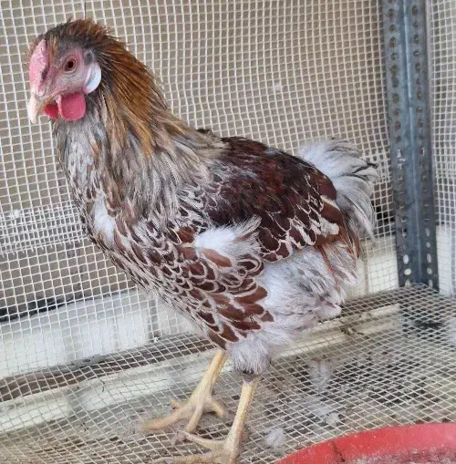 ویاندوت بلورد|حیوانات مزرعه|اصفهان, کارلادان|دیوار