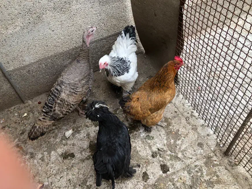 مرغ|حیوانات مزرعه|شیراز, آزادگان|دیوار