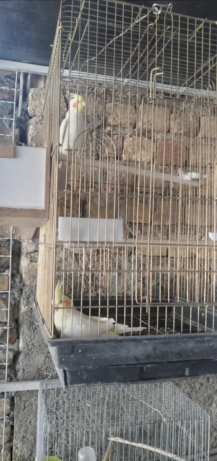 عروس هلندی لوتینو|پرنده|سرپل ذهاب, |دیوار