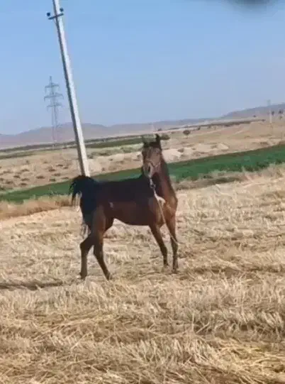 اسب مادیان|اسب و تجهیزات اسبسواری|شیدا, |دیوار