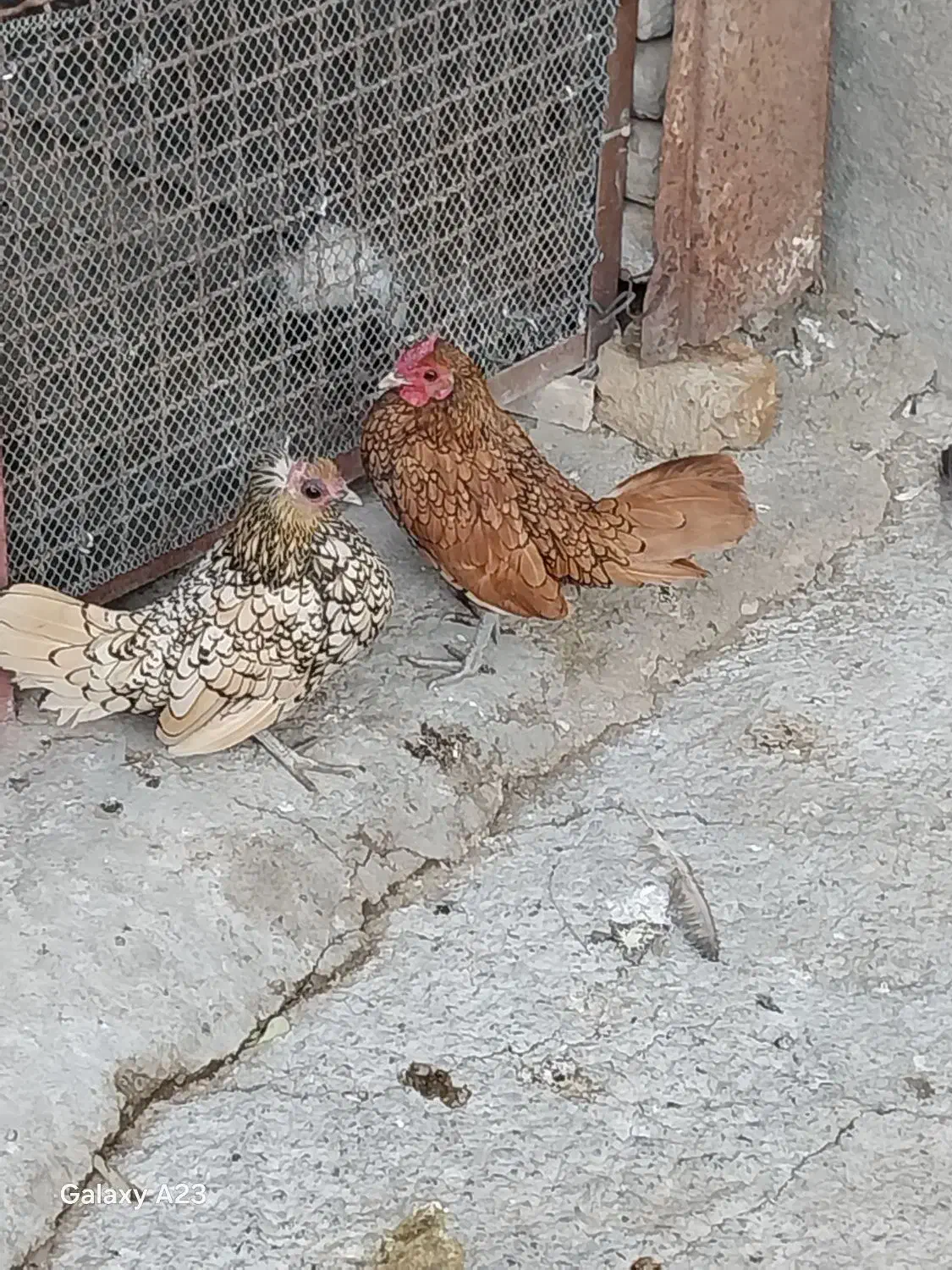 ی جفت مرغ خروس سبرایت اصیل|حیوانات مزرعه|هشتگرد, تهران دشت|دیوار