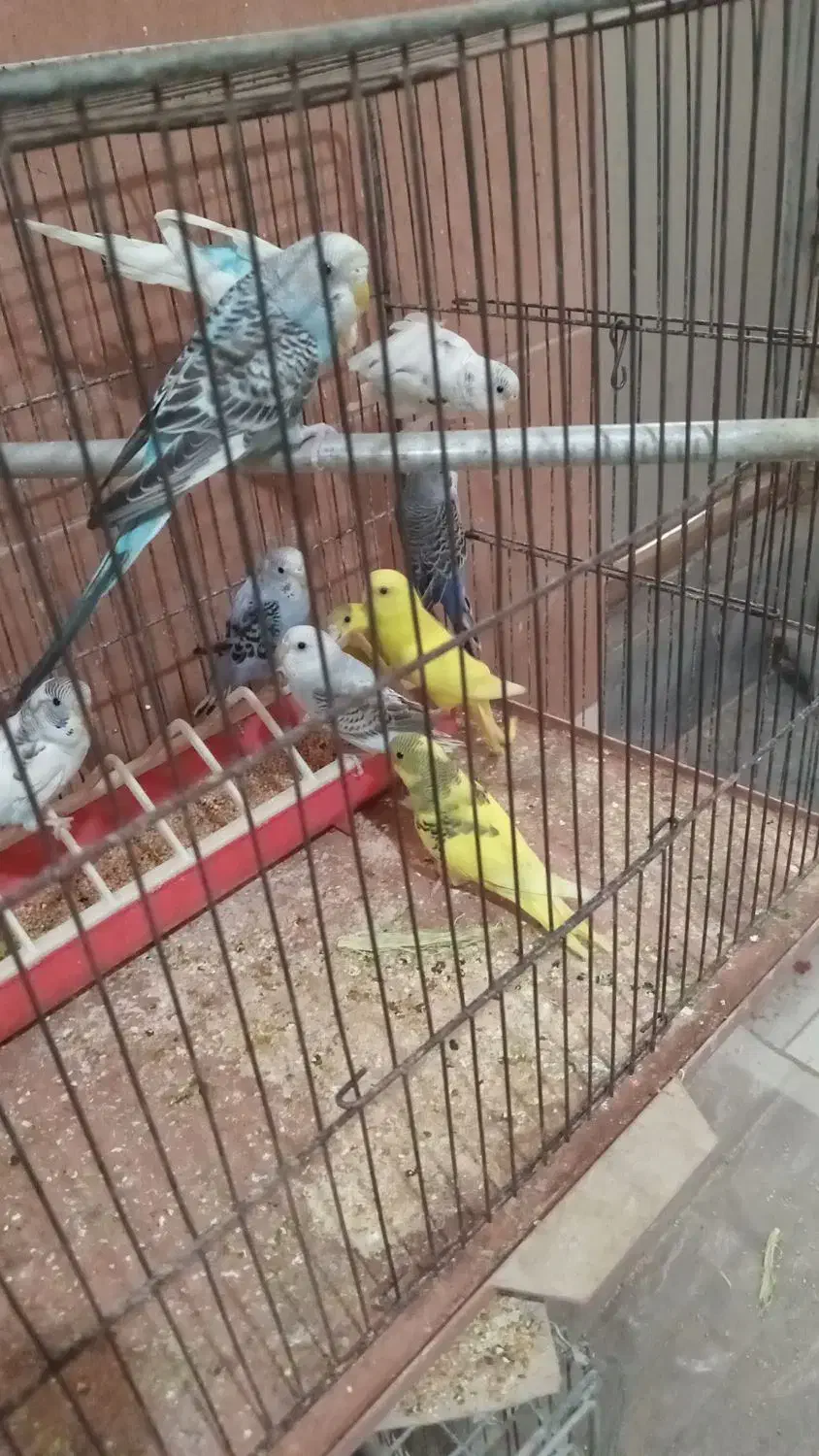 مرغ عشق دونخور یا مغولوف ده عدد|پرنده|قم, قلعه عموحسین|دیوار