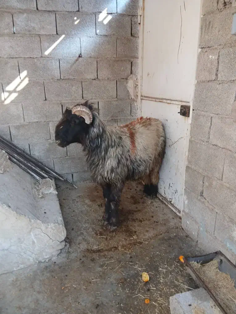 نرمیش دو رون|حیوانات مزرعه|مسجد سلیمان, |دیوار