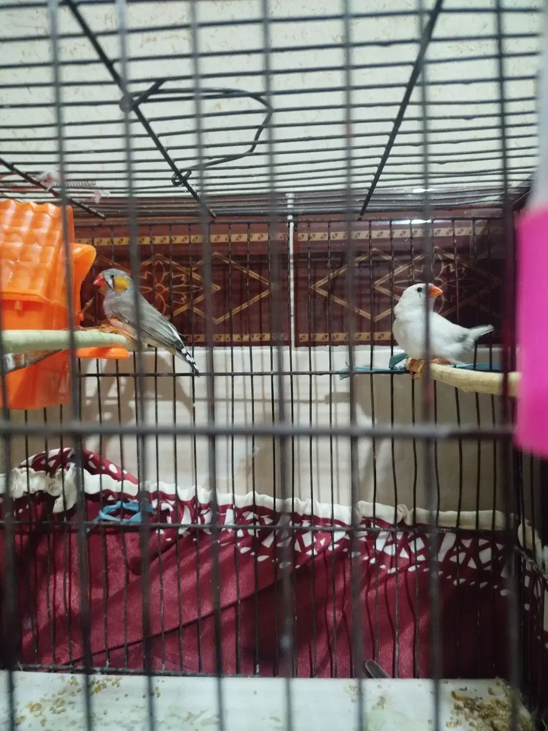 فنچ|پرنده|قرچک, صالح آباد|دیوار