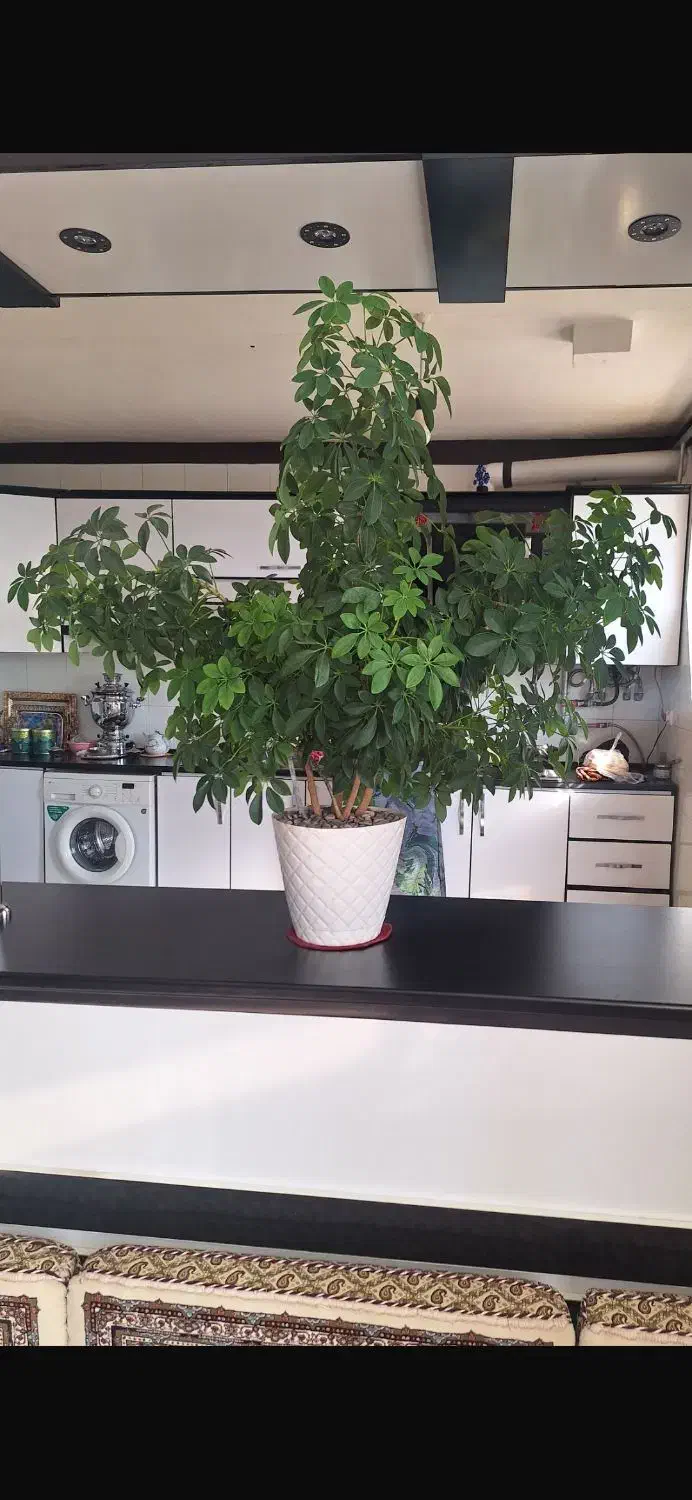 گل طبیعی و گلدان|گل و گیاه طبیعی|جوانرود, |دیوار