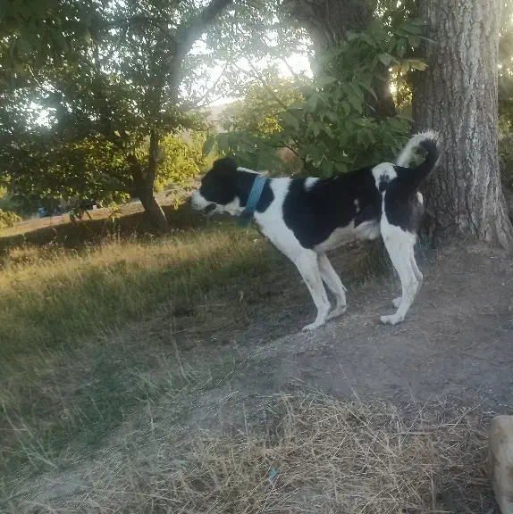 واگذاری سگ سرابی|سگ|ملایر, |دیوار