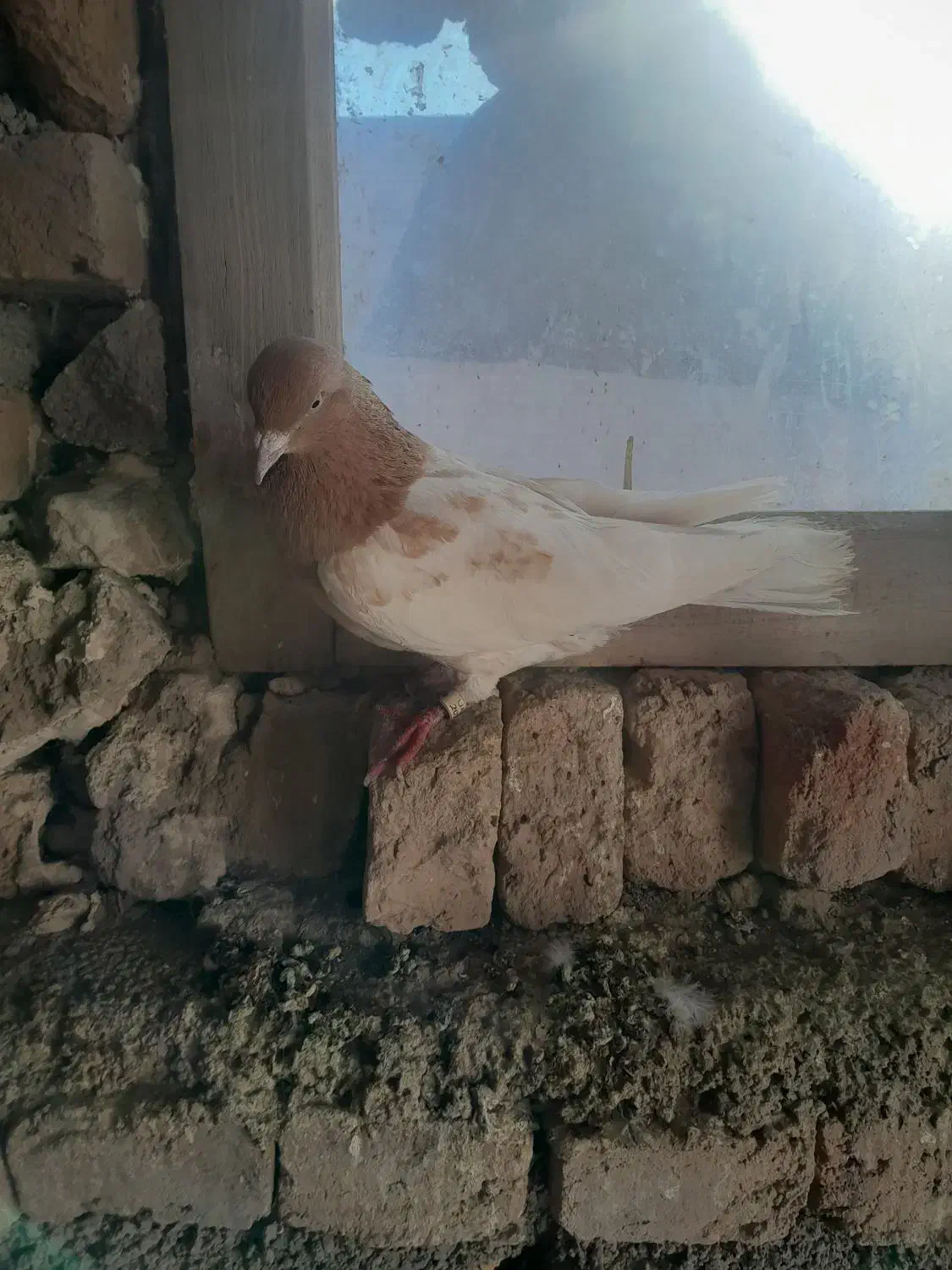 باش ساری|پرنده|نیر (اردبیل), |دیوار