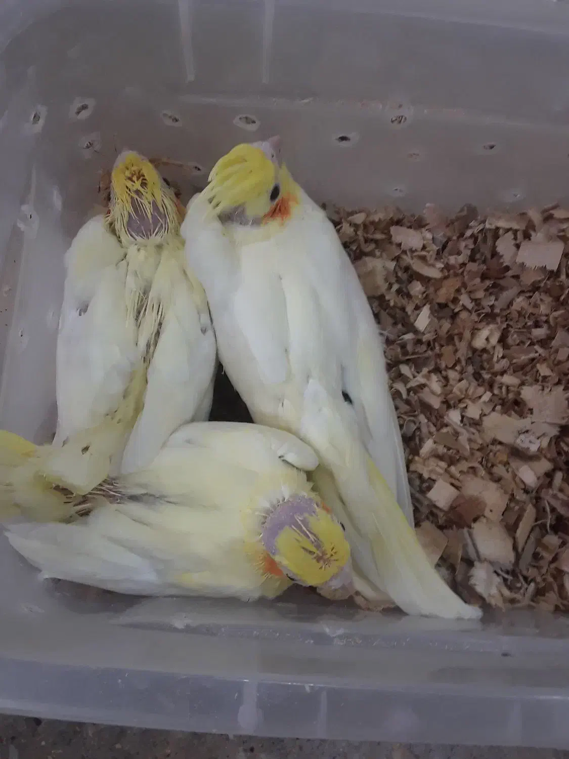 چند  عروس|پرنده|کاشان, دروازه فین|دیوار