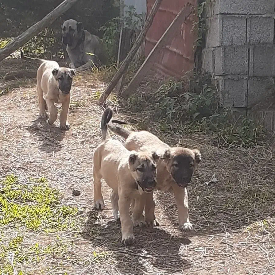 سرابی|سگ|اصفهان, نقش جهان|دیوار