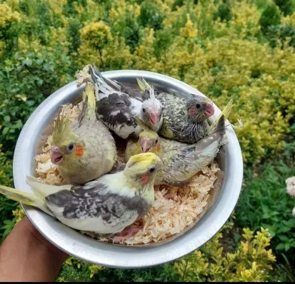 عروس هلندی پرورشگاه طوطیسان|پرنده|خمینیشهر, |دیوار