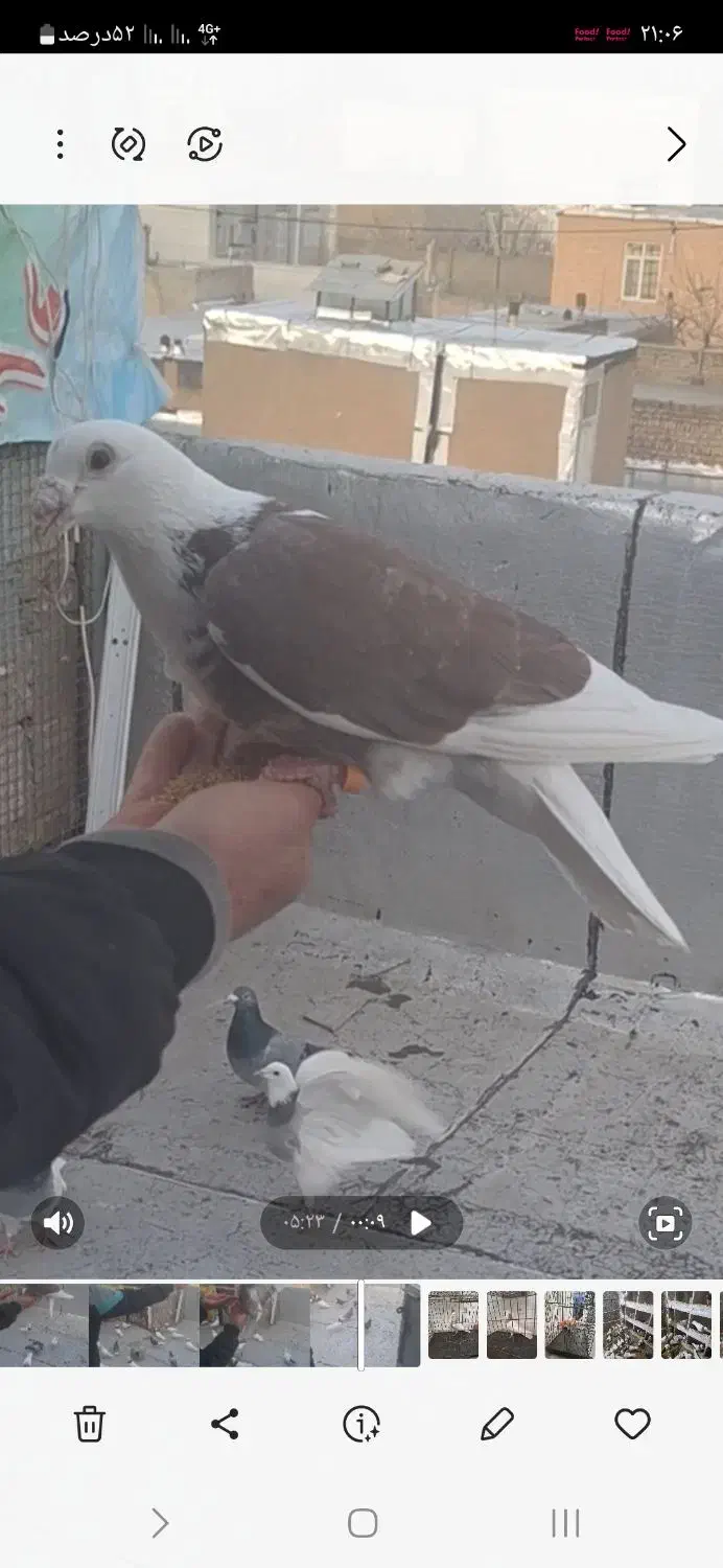 دوکت پلاکی سرخ گمشده|حیوانات|همدان, |دیوار