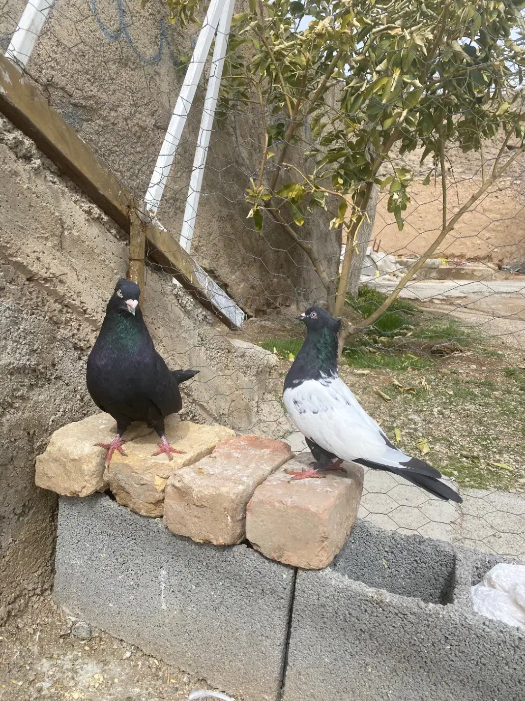 کفتر سینه|پرنده|مرودشت, شهرک مهدیه|دیوار