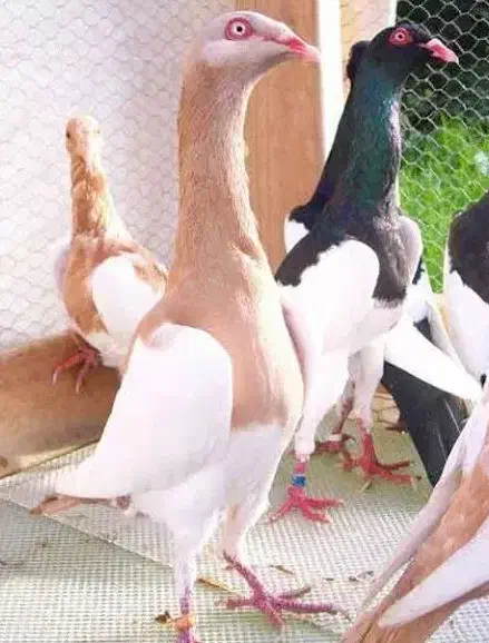 یهودی پیدا شده|حیوانات|قم, زنبیل آباد|دیوار