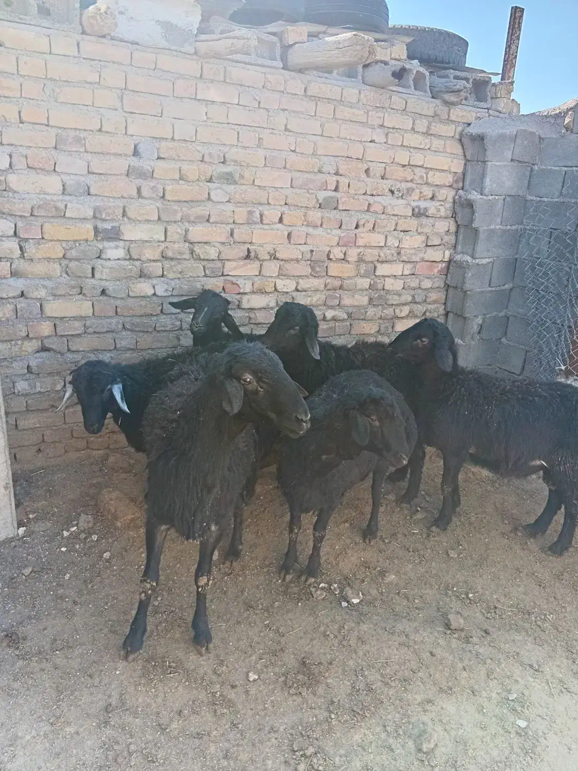 بره نر|حیوانات مزرعه|قیدار, |دیوار