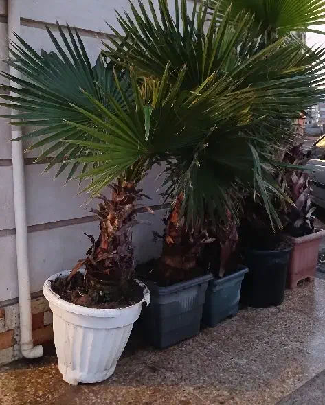 درخت پالم و انواع درختچه|گل و گیاه طبیعی|رشت, دیلمان|دیوار