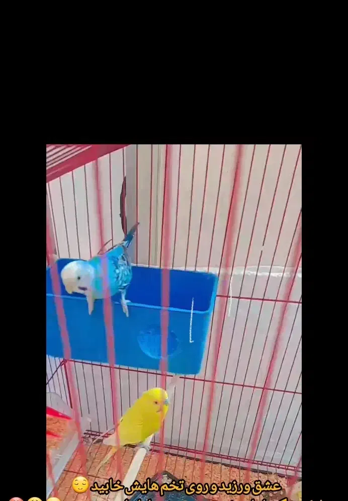 مرغ عشق مولد با ۵ عدد جوجه هاش و مولد روتخم|پرنده|محمدیه-قزوین, |دیوار