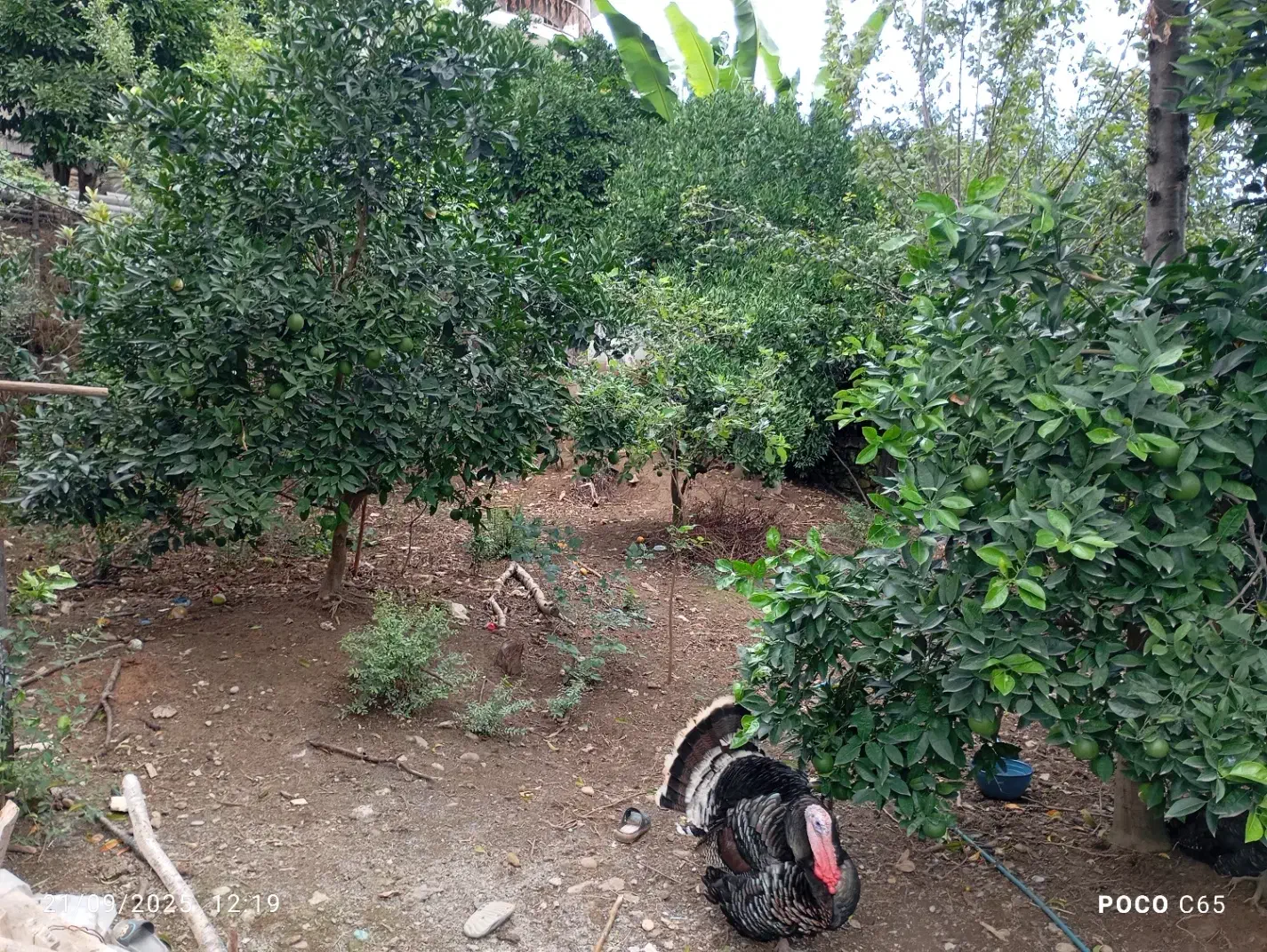 اجاره ویلا جنگلی تک خوابه|اجارهٔ کوتاه‌مدت ویلا و باغ|چالوس, |دیوار