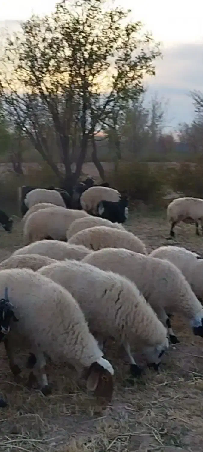 میش وبز|حیوانات مزرعه|قمصر, |دیوار