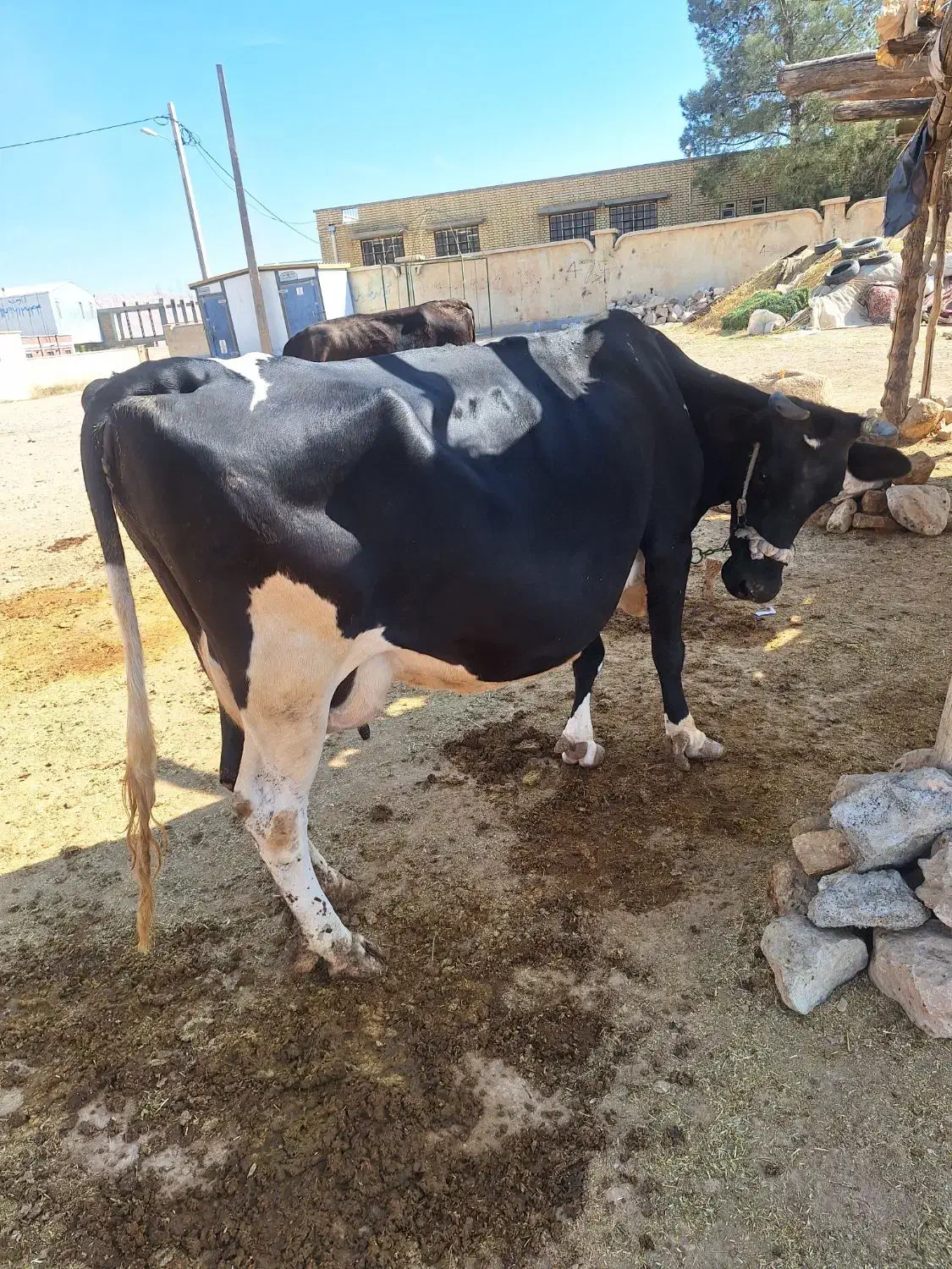 فروش گاو|حیوانات مزرعه|کوهدشت, |دیوار