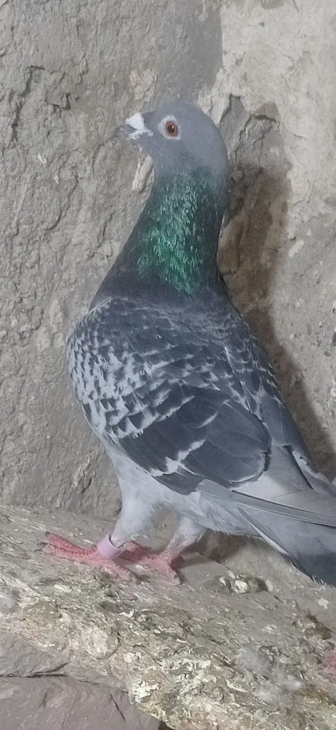 جفت نرماده|پرنده|نیمروز, |دیوار