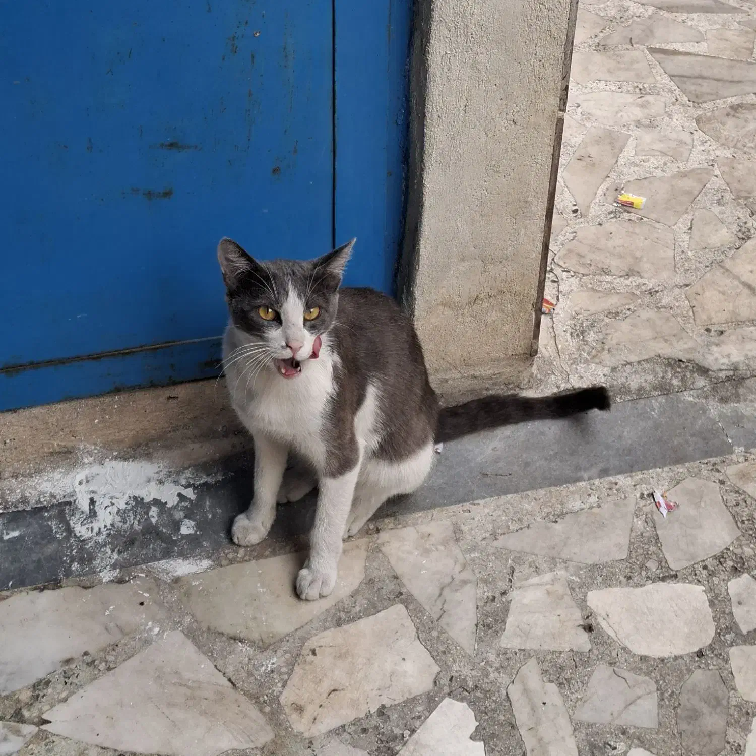 واگذاری گربه DSH|گربه|رشت, شهرک قدس|دیوار