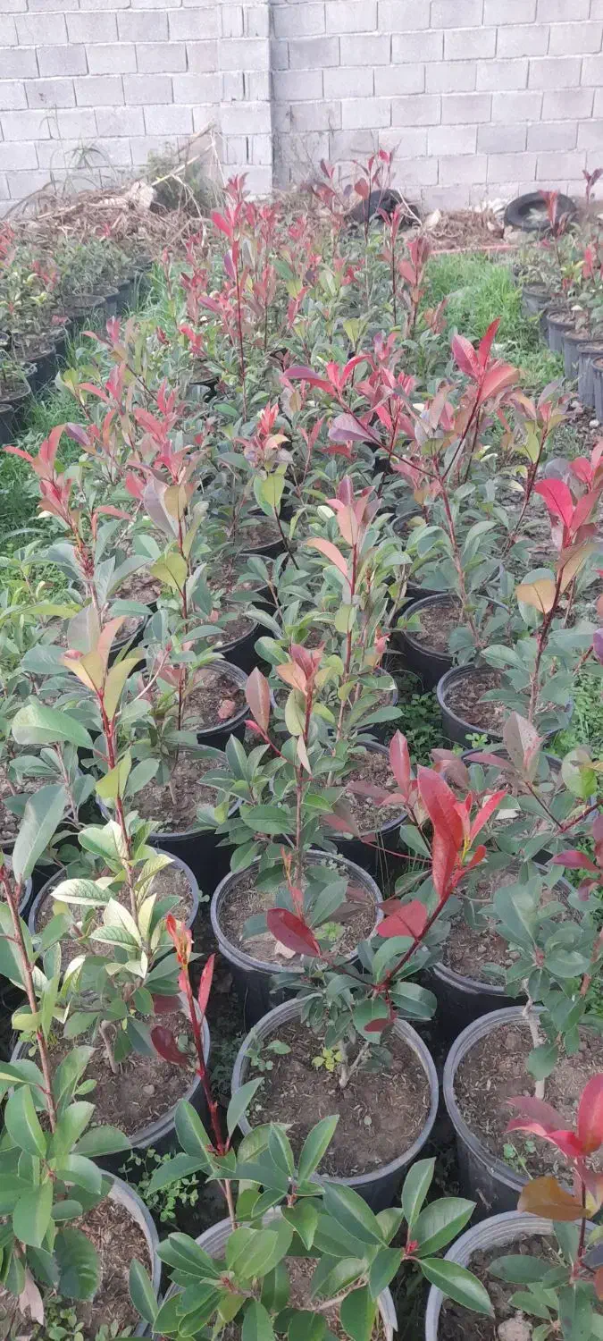 فروش فتونیا|خدمات باغبانی و درختکاری|خرمآباد (تنکابن), |دیوار