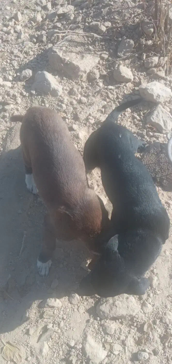 پاکوتاه نر و ماده|سگ|نیشابور, فخریه|دیوار