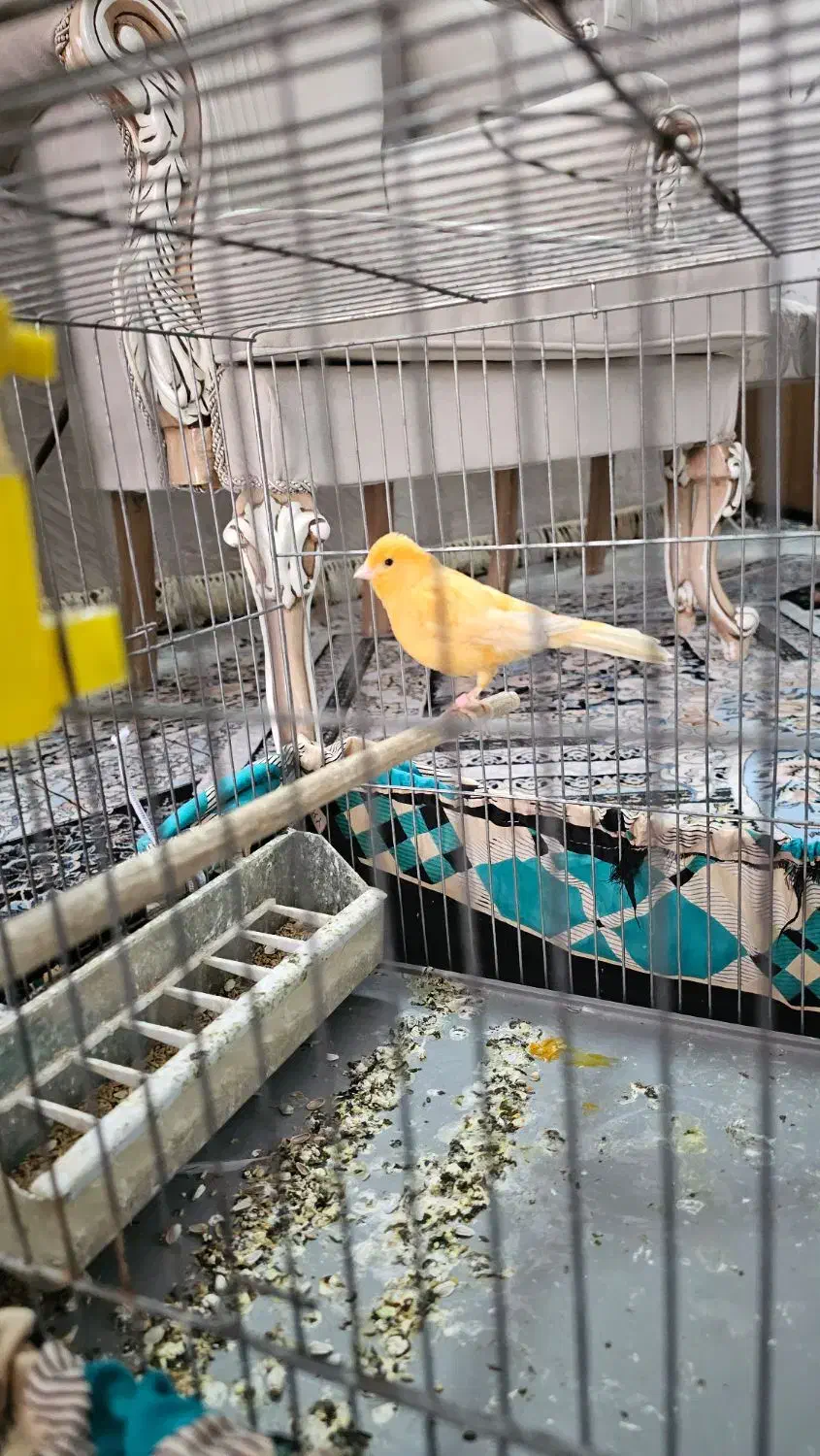 قناری ماده|پرنده|مرودشت, پشت سایپا|دیوار