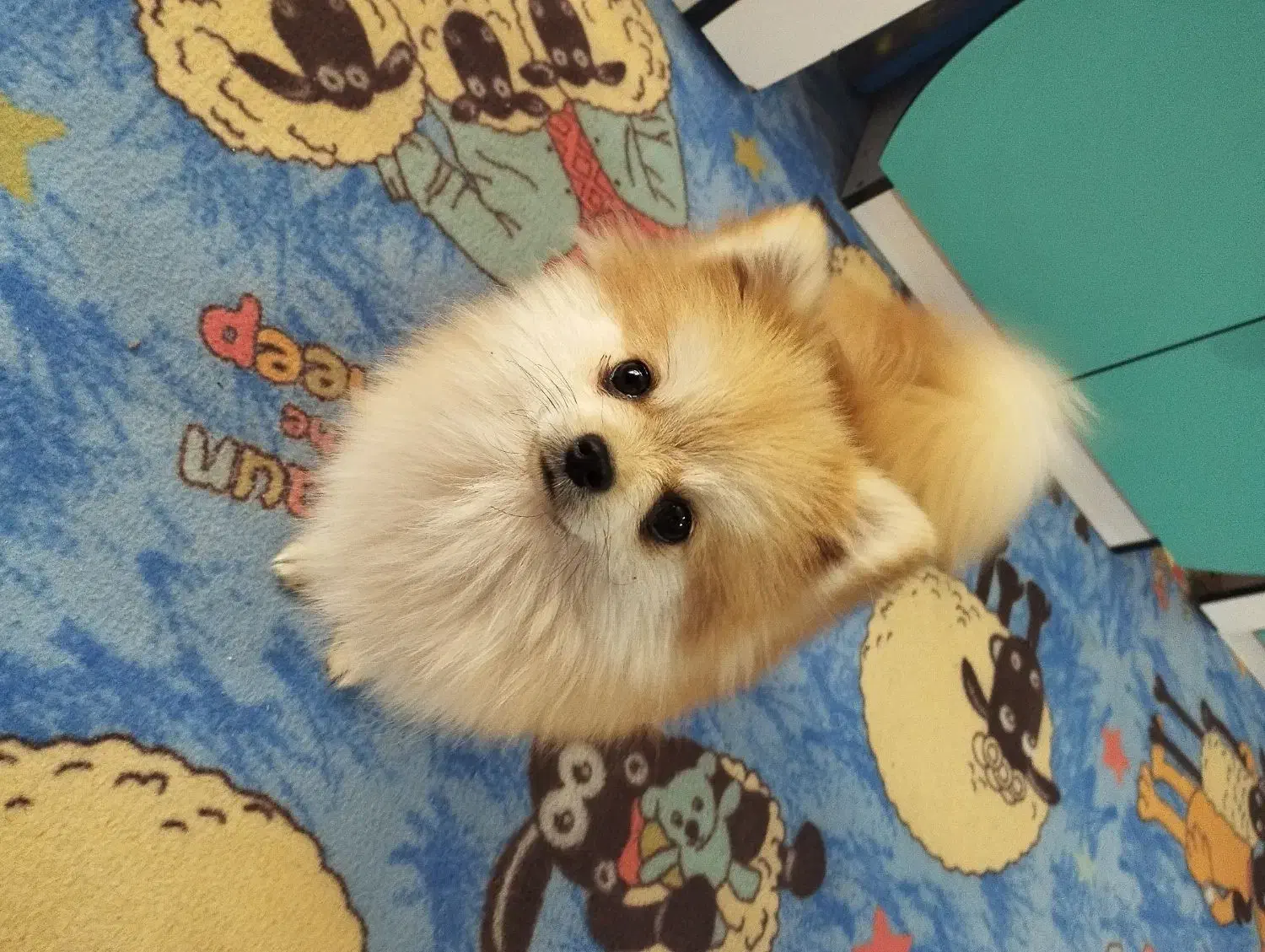 سگ پامر|سگ|کرمان, |دیوار