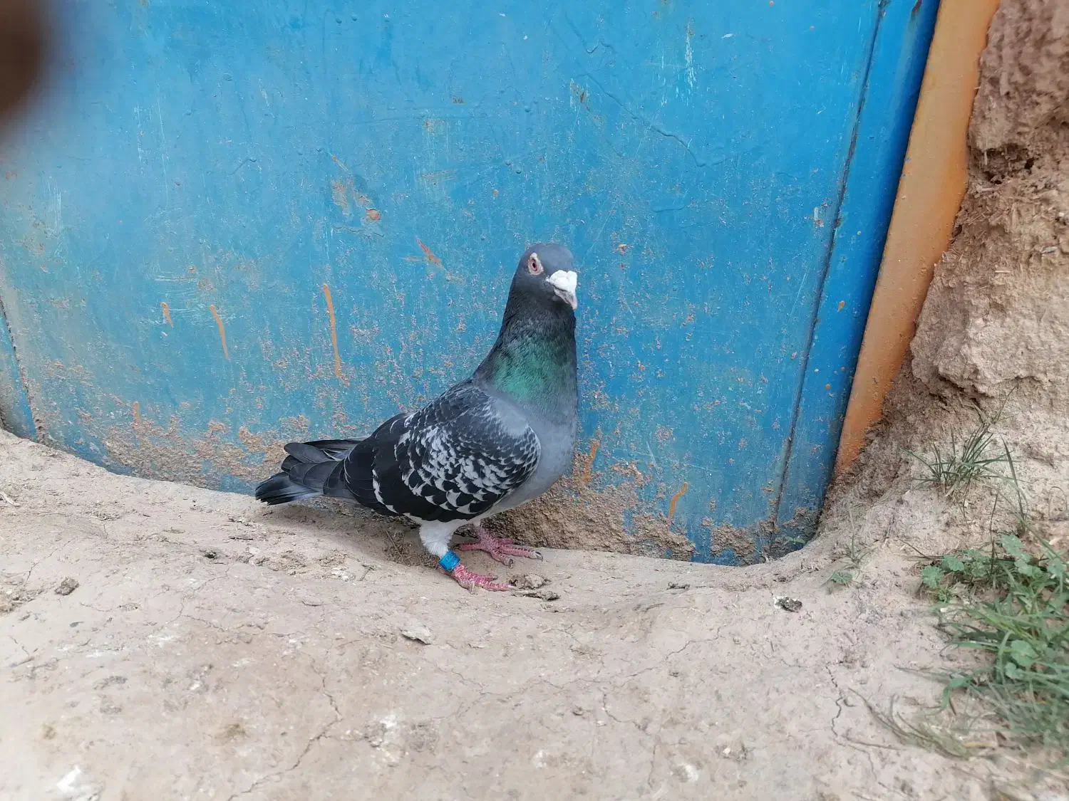 کبوتر پلاکی نر، مسابقات هم شرکت کرده|پرنده|شیروان (خراسان), |دیوار