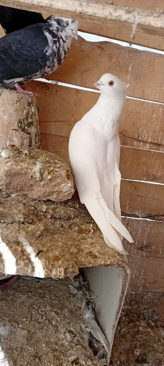 کفتر|پرنده|تبریز, |دیوار