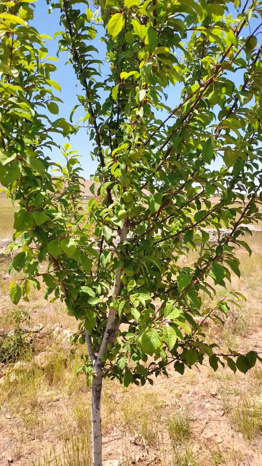 فروش ومعاوضه زمین ویلایی ۴۵۳متر مزرعه|فروش زمین و ملک کلنگی|صوفیان, |دیوار