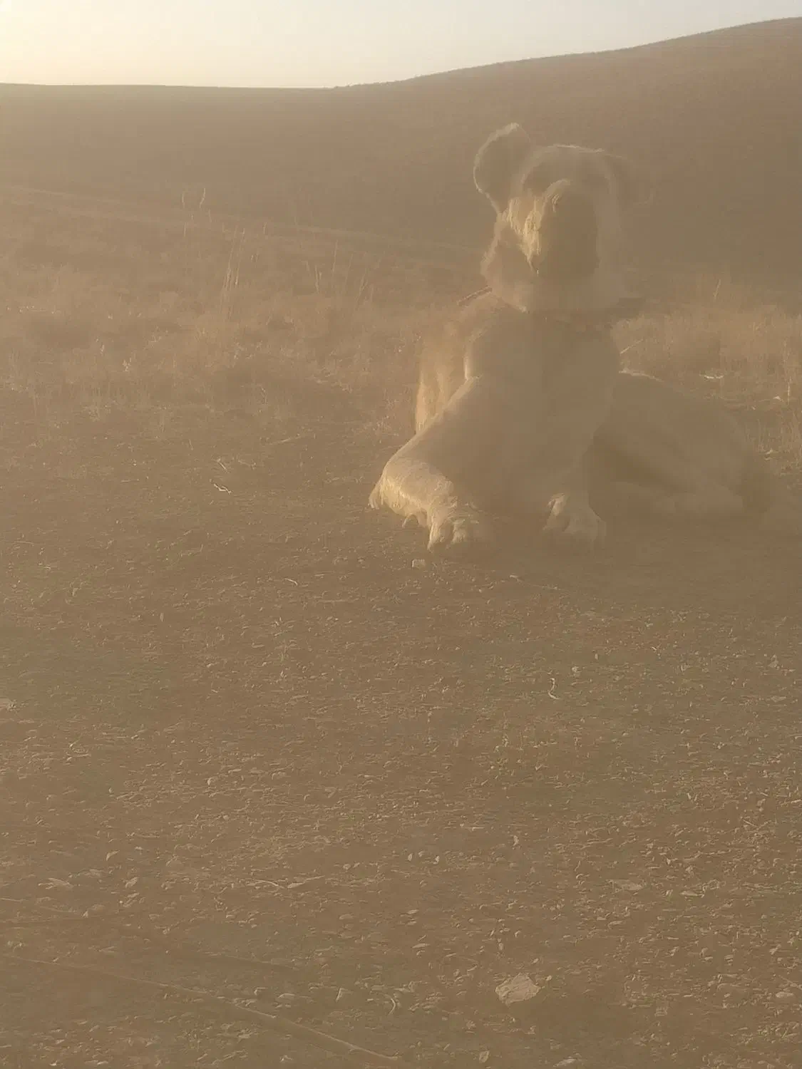 واگذاری سگ|سگ|بن, |دیوار