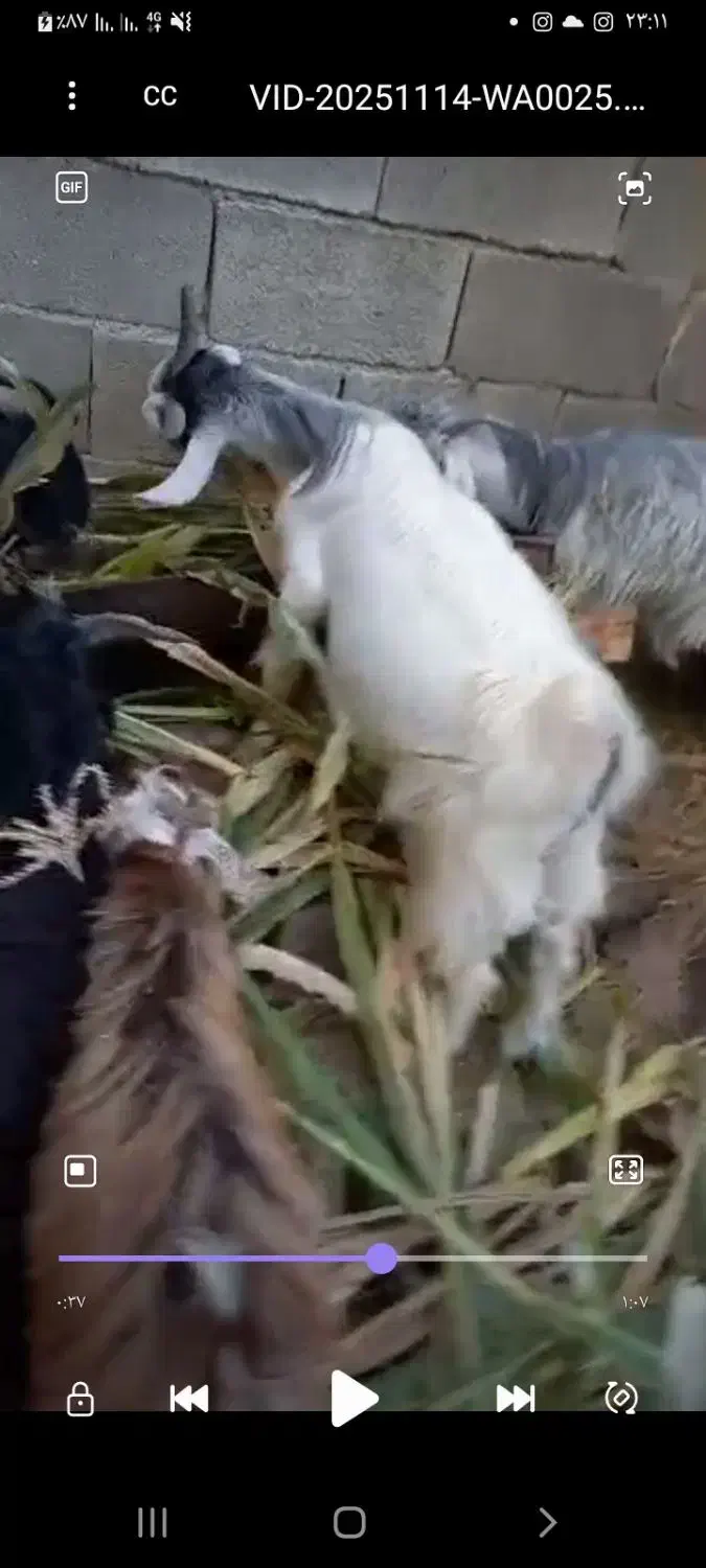 ۴تا کهره چپش برای برزی وبرای کشت چاق|حیوانات مزرعه|فورگ, |دیوار