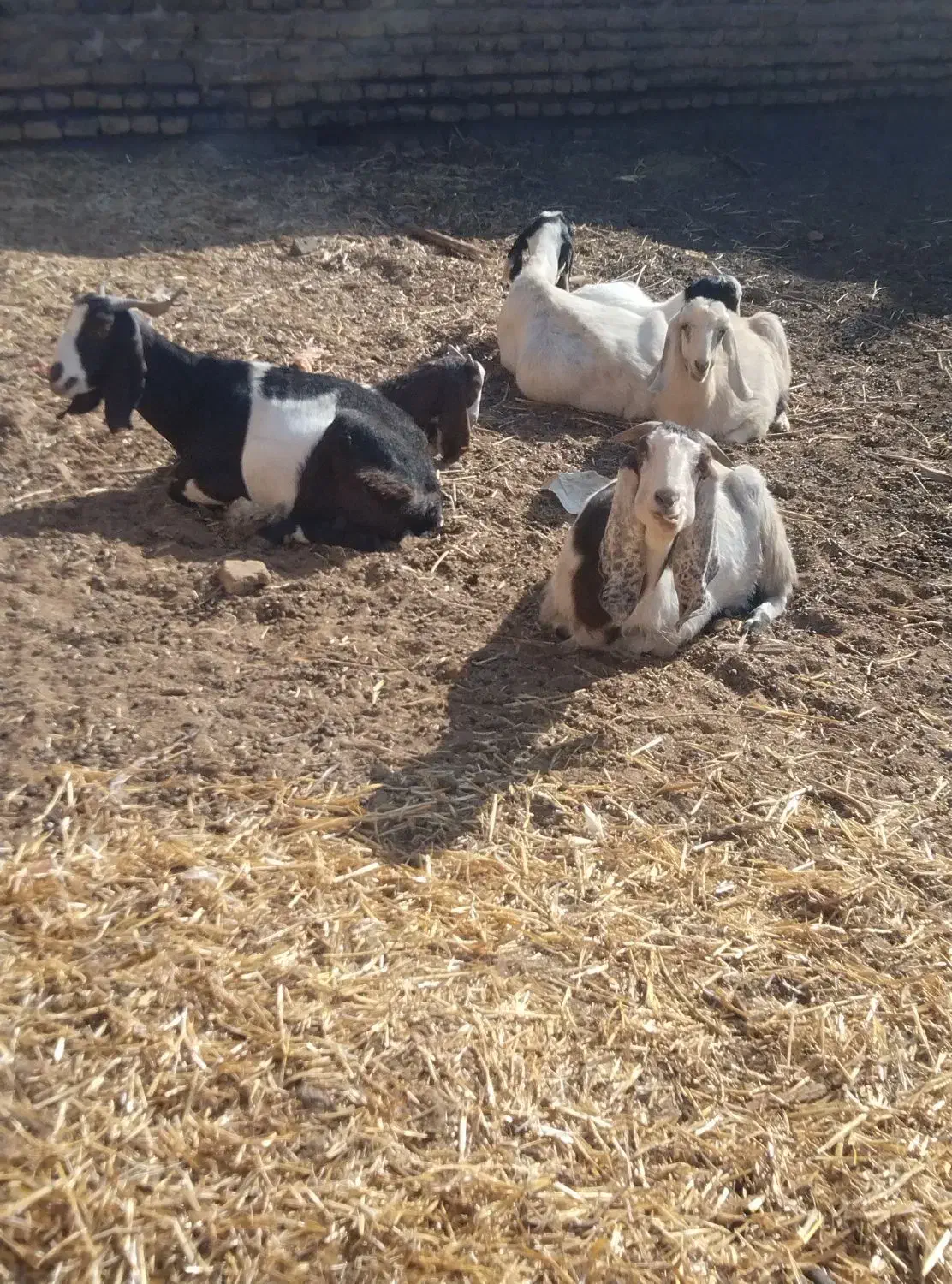 سلام تعداد 15راس بز اوست پاکستانی|حیوانات مزرعه|تربت جام, میان جام|دیوار