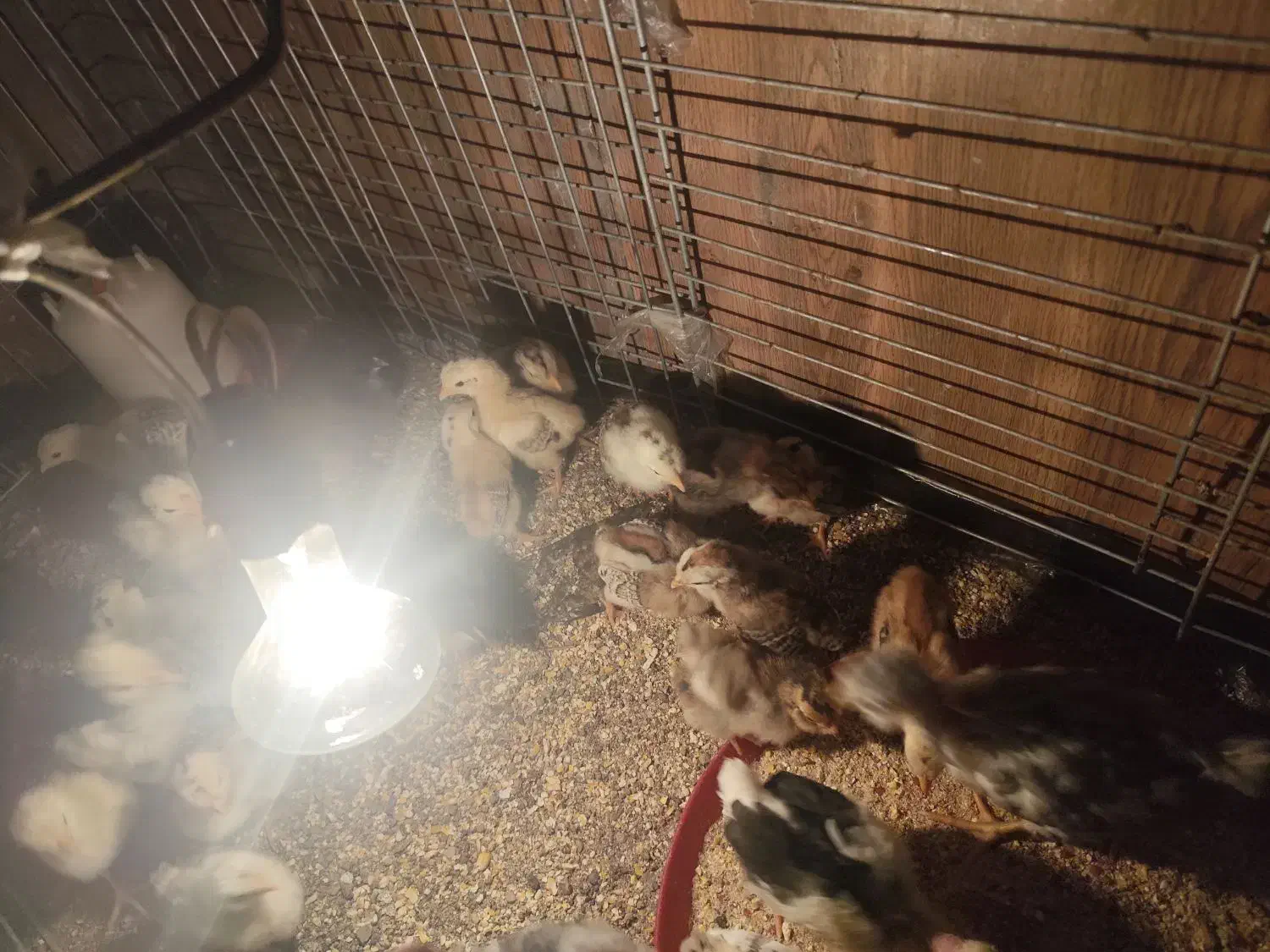 جوجه گلین|حیوانات مزرعه|سیرجان, |دیوار