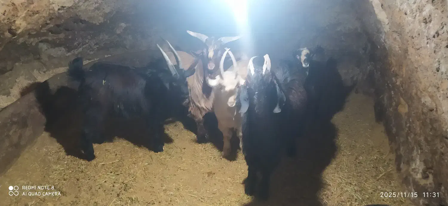 بزغاله|حیوانات مزرعه|آوج, |دیوار