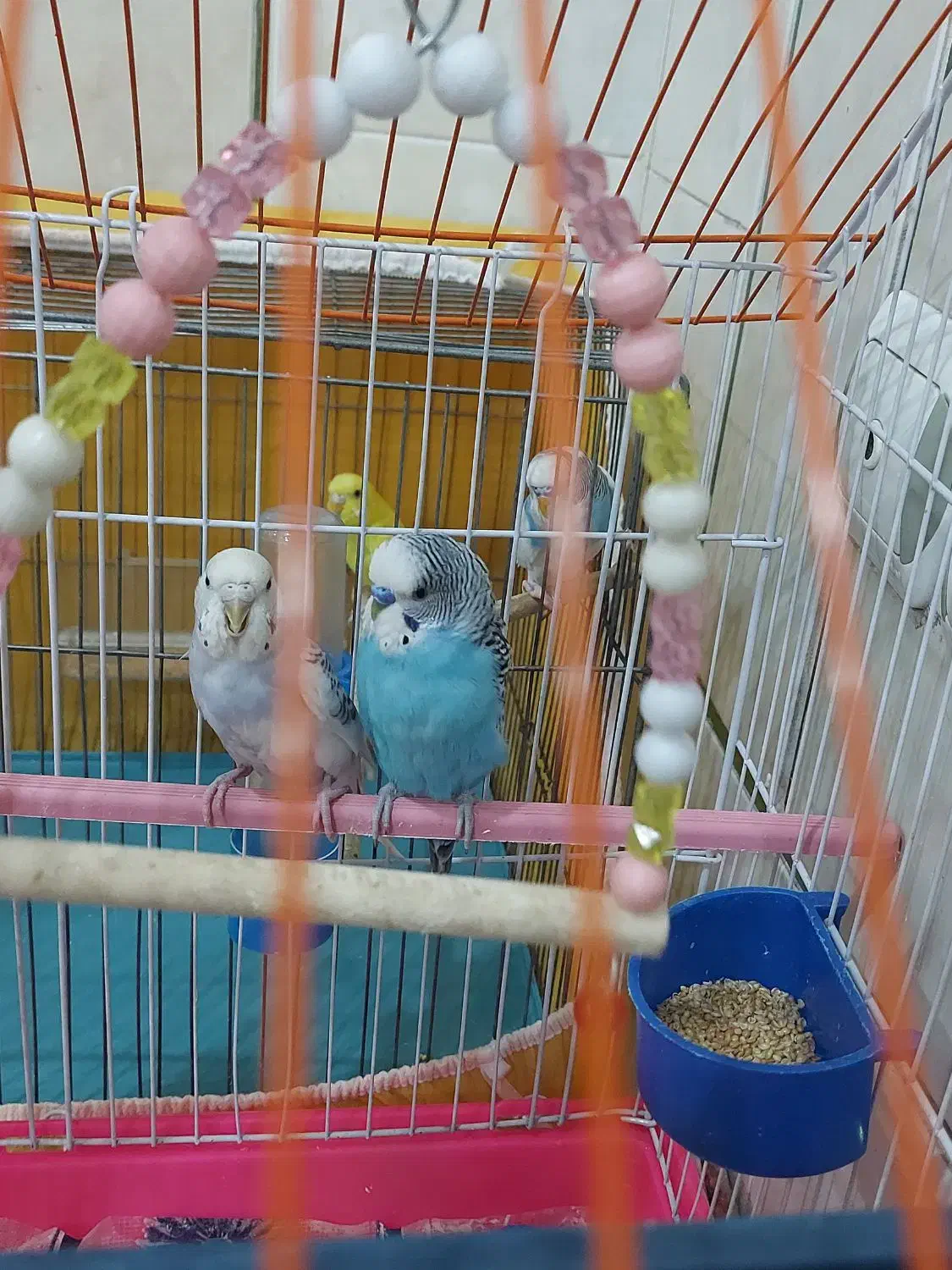 دوجفت مرغ عشق بالغ تخم گذار|پرنده|لنجان, |دیوار