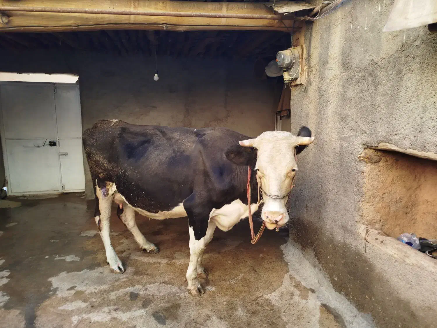 گاوسیمینتال4ماه آبستن|حیوانات مزرعه|مریوان, |دیوار