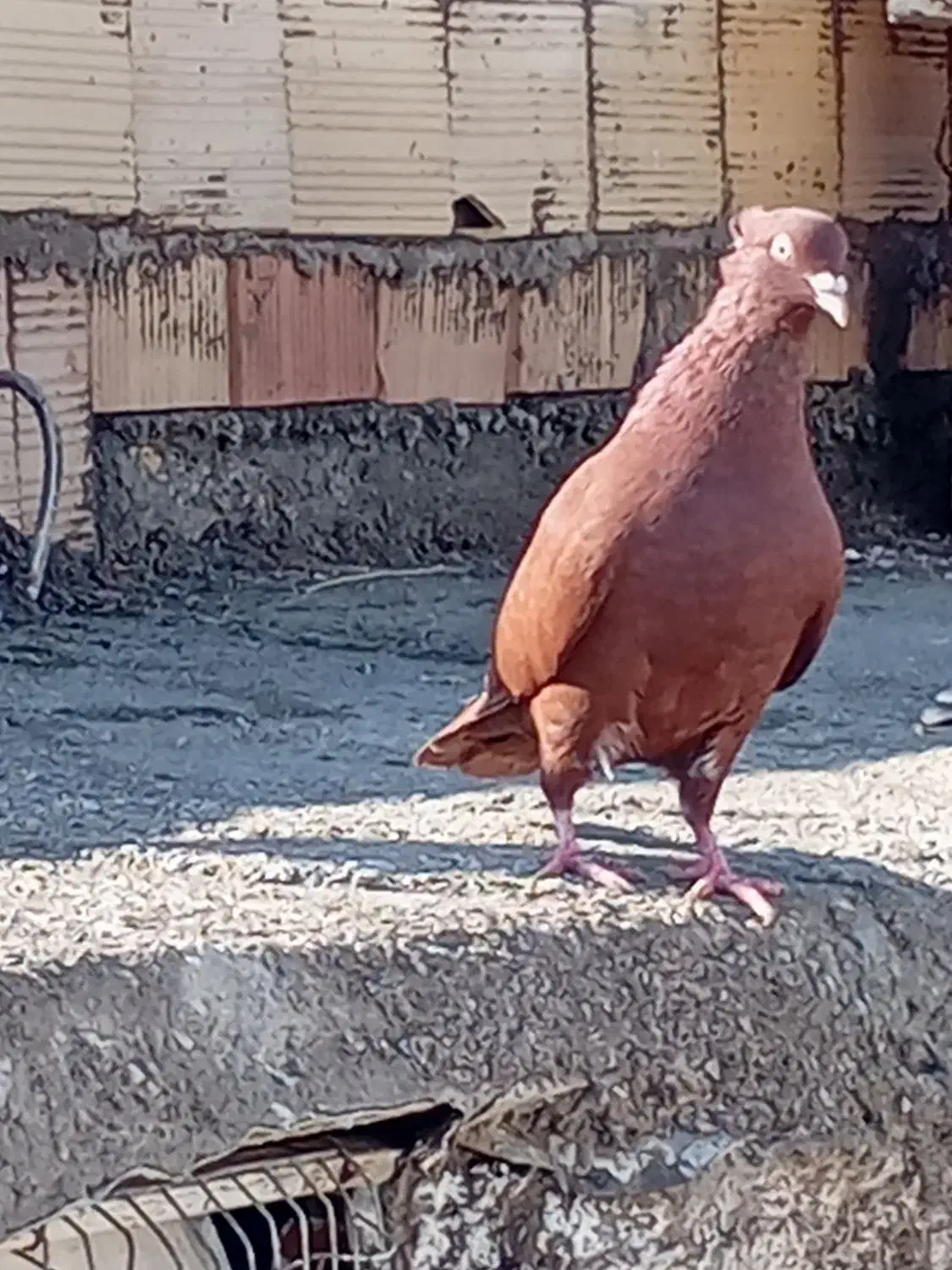 سرخ کاکلی ماده|پرنده|الوند, |دیوار