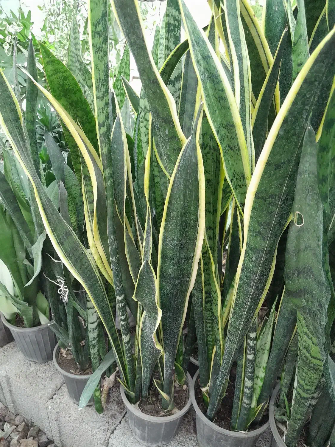 فروشی|گل و گیاه طبیعی|ماسال, |دیوار