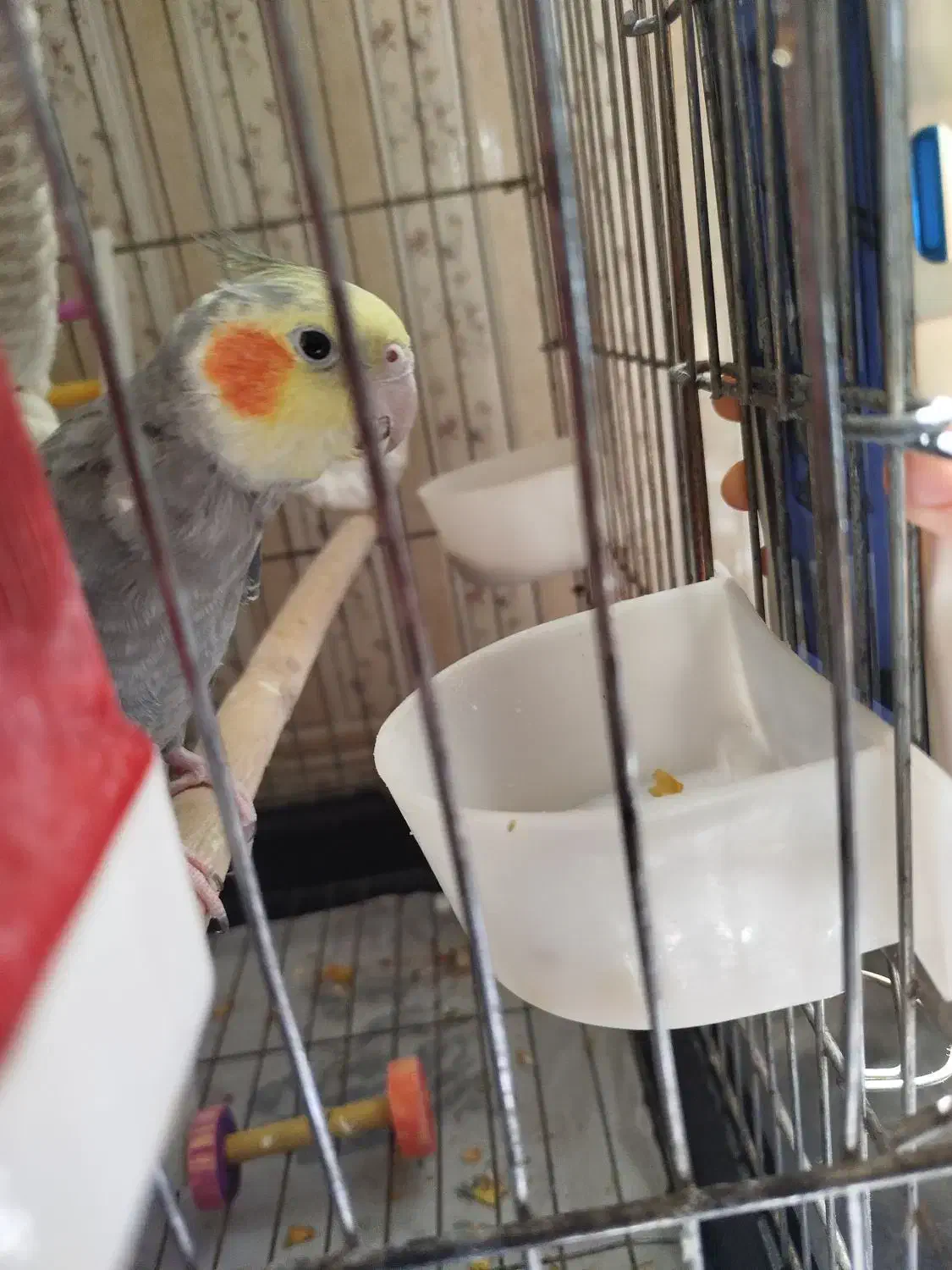 عروس هلندی نر سخنگو|پرنده|اسلامشهر, شهرک سعیدیه|دیوار