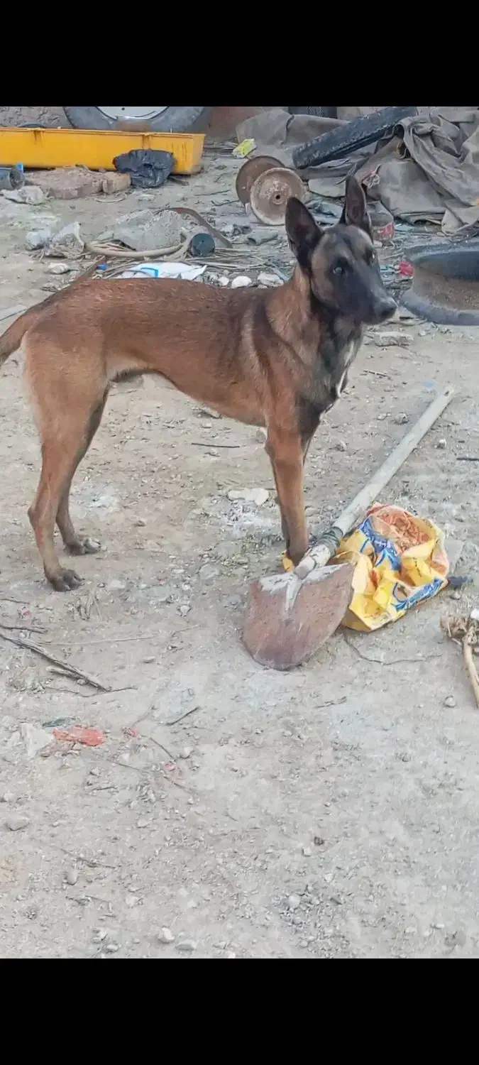 مفقود شدن دوتا سگ مالینیوز|سگ|سعدآباد, |دیوار