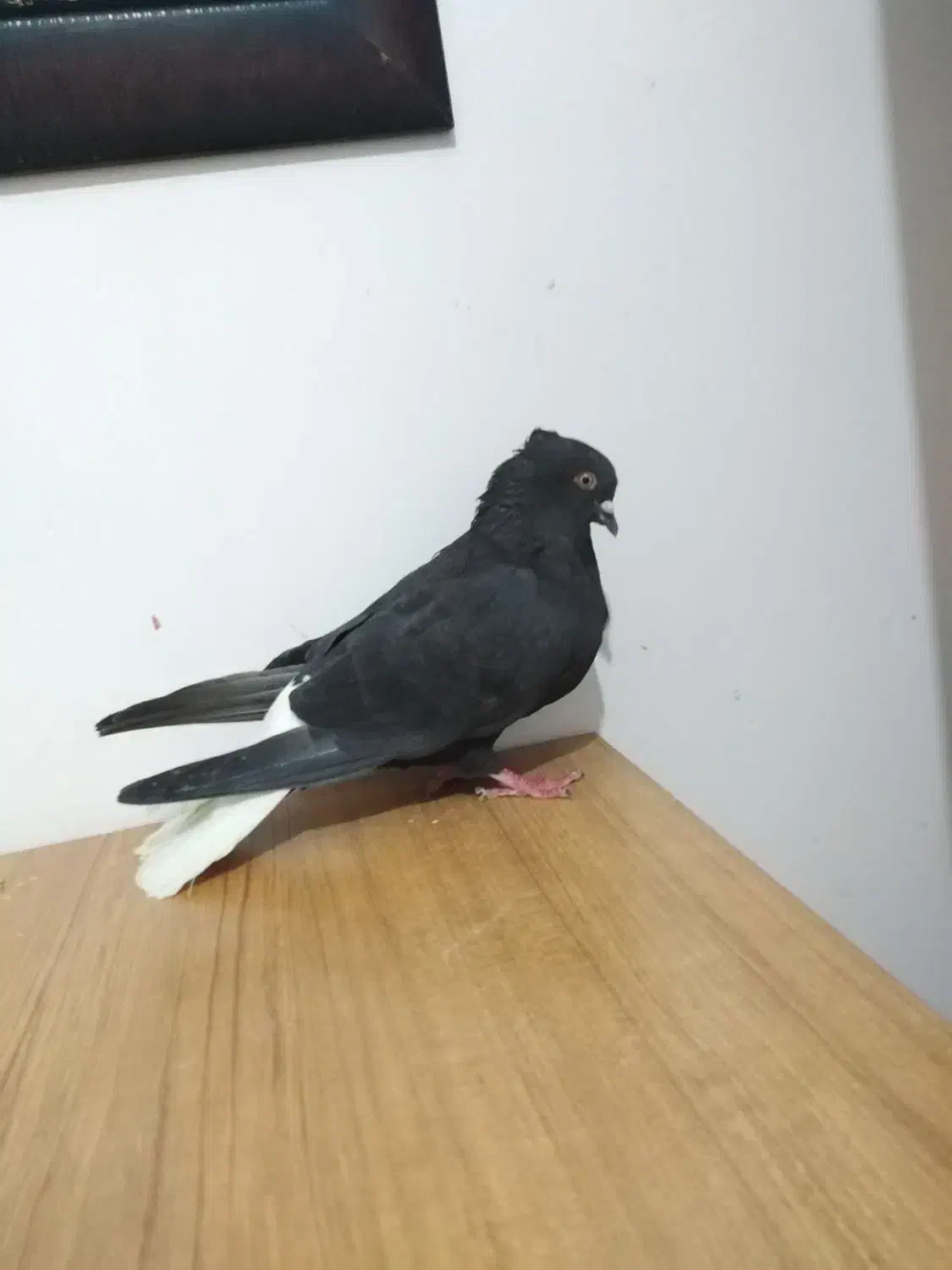 دم سفید نر|پرنده|شیراز, شهرک قمشه|دیوار