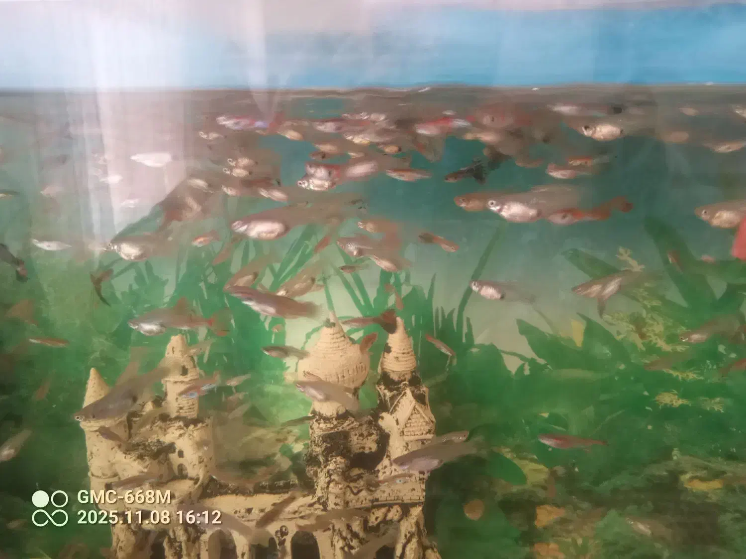 ماهی گوپی|ماهی|بشاریات, |دیوار