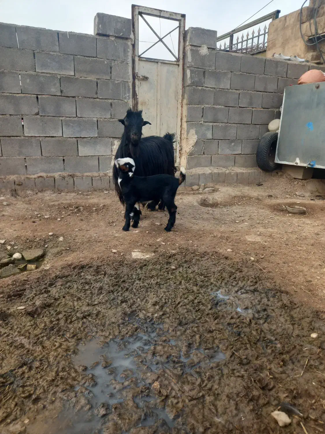 بزوبیگ|حیوانات مزرعه|شوشتر, |دیوار