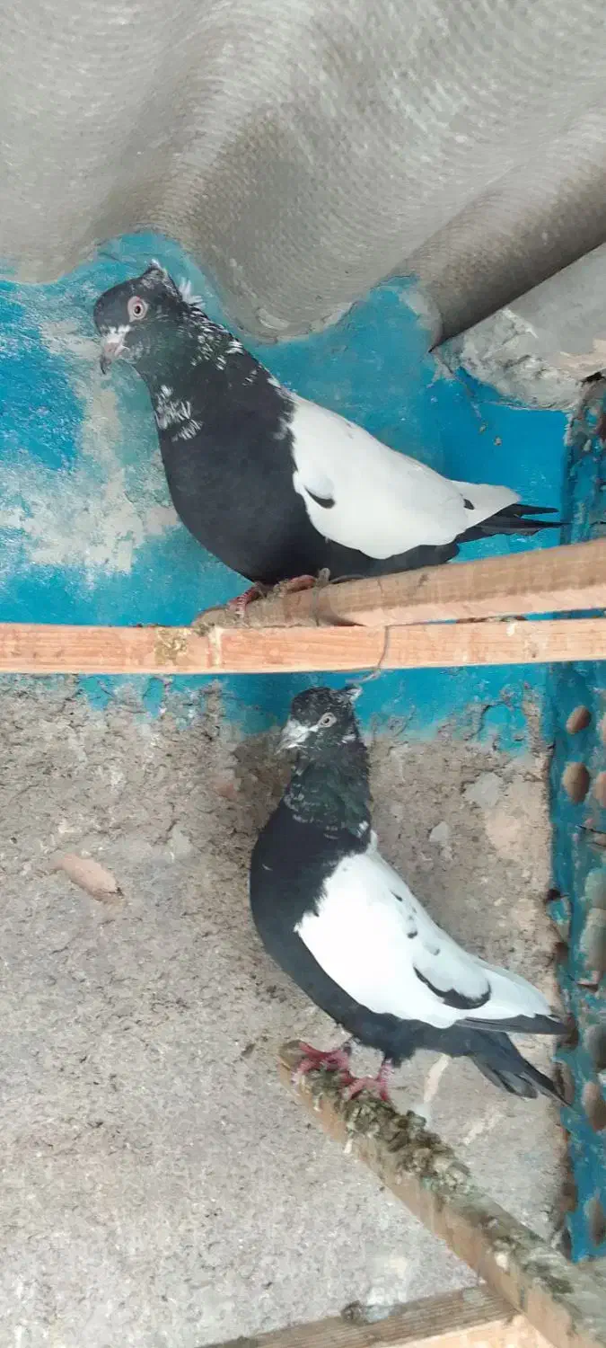 کبوترزینتی|پرنده|خاوران, |دیوار