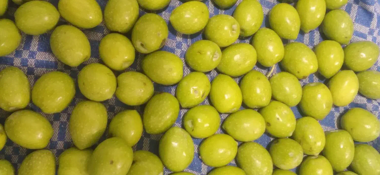 زیتون کنسروی درجه یک درشت فاضل آباد آزادشهر|خوردنی و آشامیدنی|آزادشهر, |دیوار