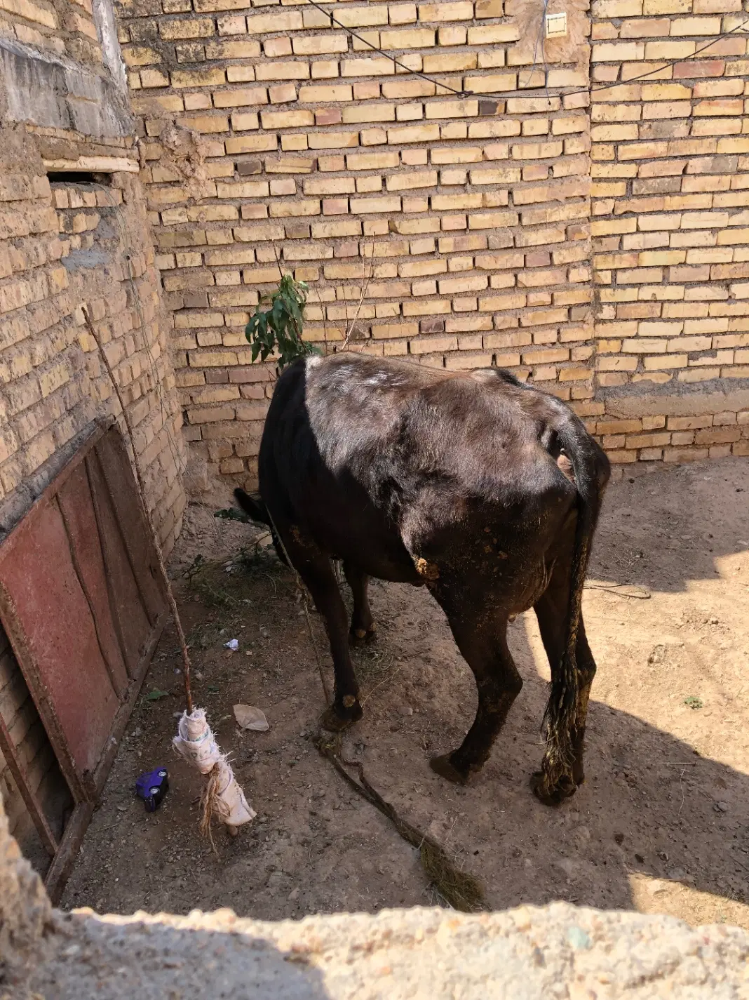 گاو|حیوانات مزرعه|زنجان, |دیوار